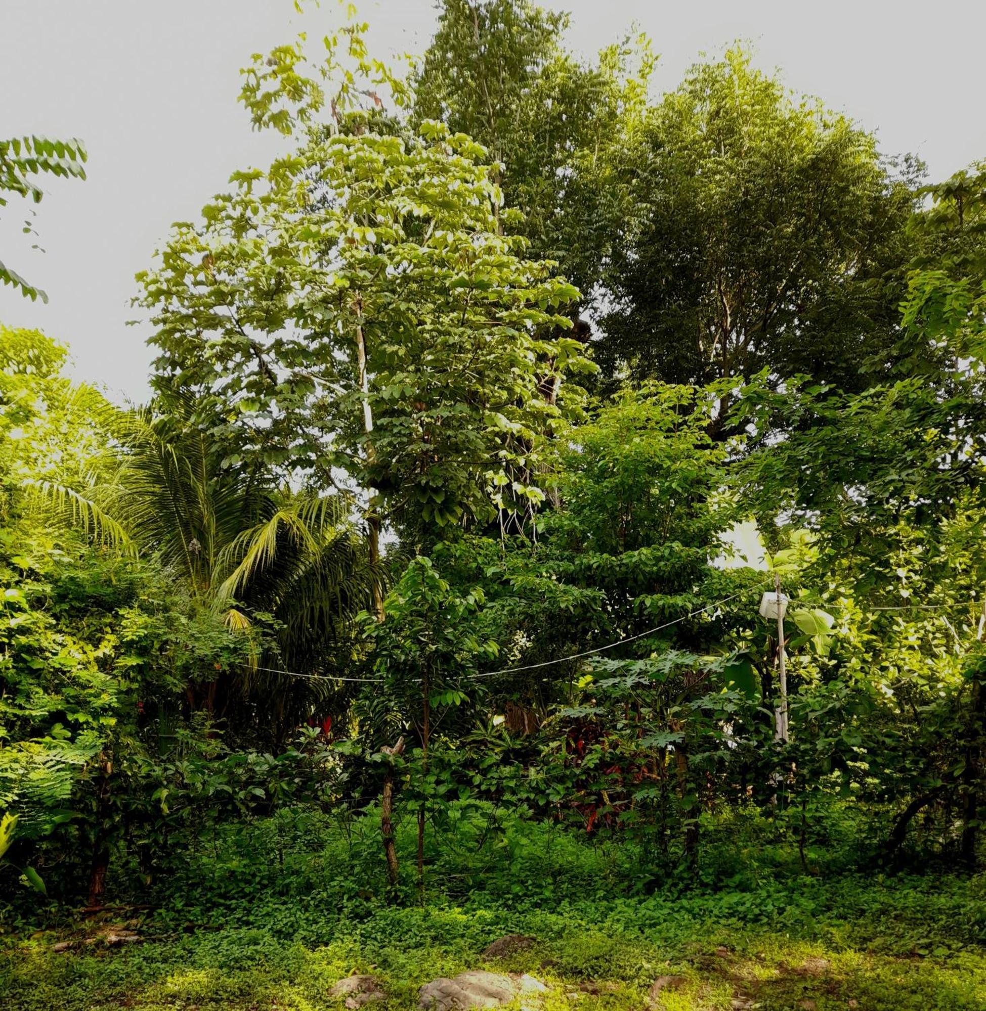 El Bamboo Cabins Balgue Exterior photo